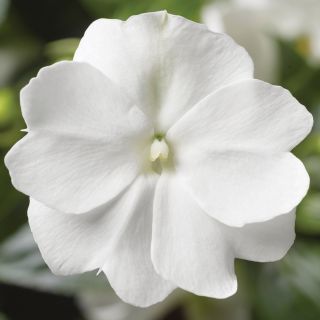 Florific White Impatiens Thumbnail